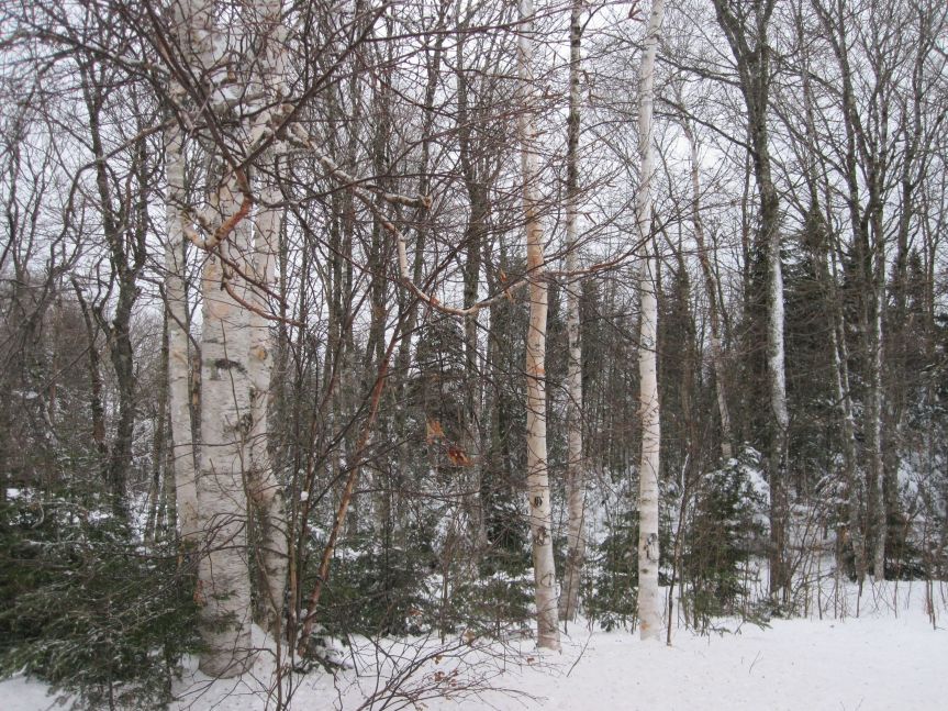 The what are you?&nbsp;Game